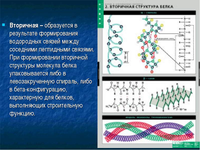 Рассмотрите схему участка первичной структуры молекулы белка какой